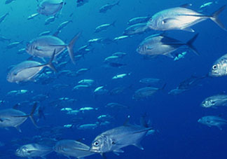 biopharma魚油功效 挪威biopharma魚油怎么吃？