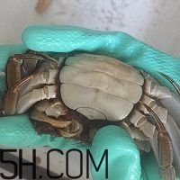冬天可以吃大閘蟹嗎？冬天怎么吃大閘蟹？