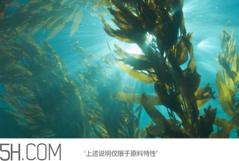 jmsolution珍珠面膜多少錢？jm珍珠面膜好用不過百元