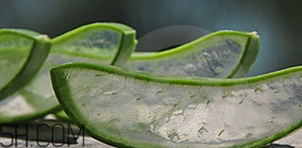 蘆薈膠祛痘效果好嗎？蘆薈膠真的會祛痘
