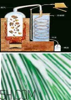 自然堂雪松精油怎么樣？雪松御齡綻放年輕光彩