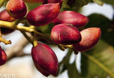 開(kāi)心果樹(shù)適合哪里種植 北方種植成活率高