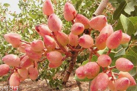 開(kāi)心果樹(shù)適合哪里種植 北方種植成活率高