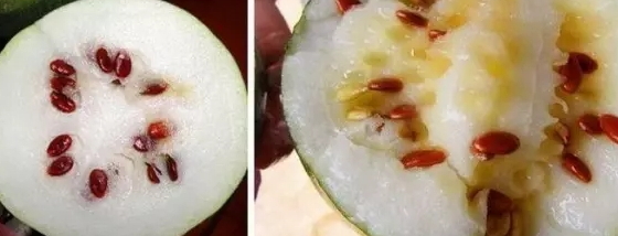 紅瓜子是什么瓜的子？瓜子比瓜還要珍貴