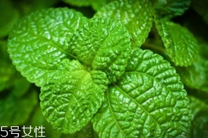 養(yǎng)花有哪些益處？節(jié)約藥費不止一點點