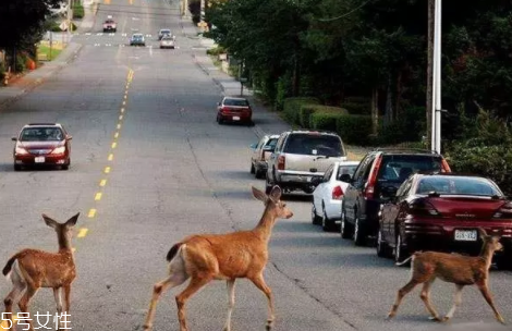 開車前為什么要拍拍車蓋？預防傷害流浪小動物