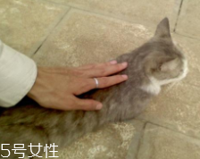 開車前為什么要拍拍車蓋？預防傷害流浪小動物