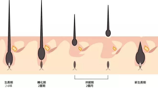 頭發(fā)為什么會掉？毛囊想休息了