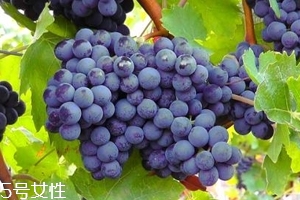 葡萄籽補(bǔ)劑要不要買？不如早睡早起