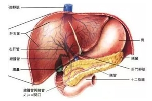 膽囊里的石頭從何而來(lái)？膽汁形成膽結(jié)石