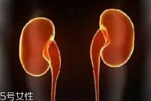 腎為什么容易長結(jié)石？尿液聚集成了結(jié)石