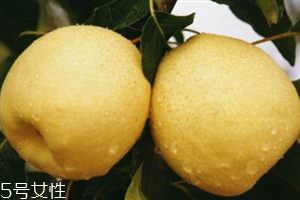 梨子是熱性還是涼性水果？腸胃不好不能吃梨