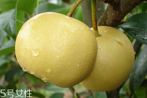 梨子能天天吃嗎？吃梨的注意事項