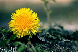 蒲公英茶能減肥嗎？要這樣搭配