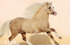 馬油是萬能的嗎？接近人體脂肪也并不萬能