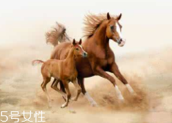馬油是萬能的嗎？接近人體脂肪也并不萬能