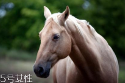 馬油是萬能的嗎？接近人體脂肪也并不萬能