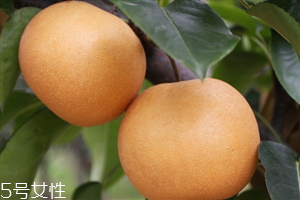 梨子里面發(fā)黑還能吃嗎？影響梨子的保存時間