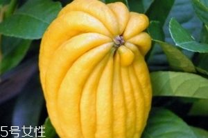 佛手柑是什么味道？佛手柑味道非常好聞