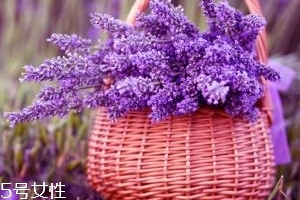 薰衣草精油能防曬嗎？能隔離紫外線