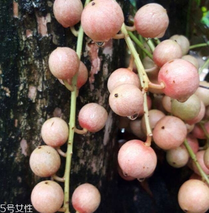 木奶果多少錢一斤？居然高達幾十元一斤