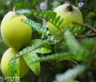 多依果多少錢一斤？