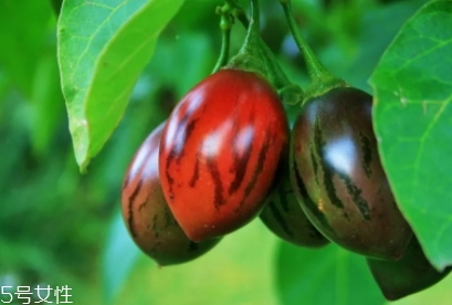 樹(shù)番茄多少錢(qián)一斤？