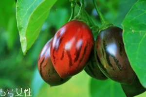 樹(shù)番茄外皮可以吃嗎？來(lái)看看樹(shù)番茄的吃法