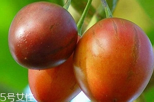 樹(shù)番茄孕婦可以吃嗎？這些人要小心食用