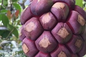 布福娜多少錢(qián)一斤？長(zhǎng)相奇特的水果
