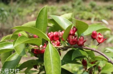 布福娜多少錢(qián)一斤？長(zhǎng)相奇特的水果