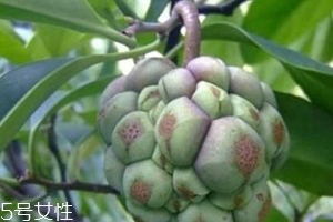 布福娜怎么吃？形狀像惡魔果實(shí)