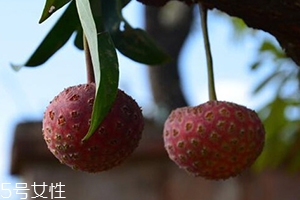 雞嗉子果怎么吃？雞嗉子果的功效和作用
