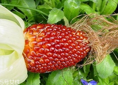 草莓玉米多少錢一斤？酷似草莓的玉米