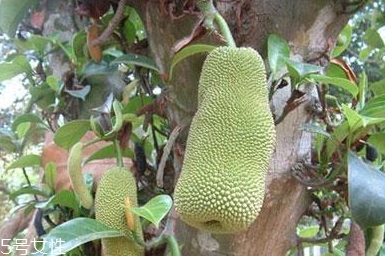 尖蜜拉是菠蘿蜜嗎？多少錢(qián)一斤