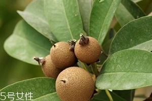 人心果多少錢一斤？稀有水果價格高