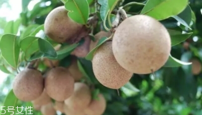 人心果多少錢一斤？稀有水果價格高
