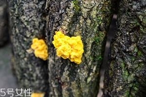 孕婦可以吃金耳嗎？哪些人不適合吃金耳