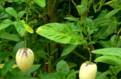 香瓜茄多少錢一斤？香瓜茄種子哪里買