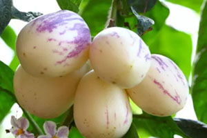香瓜茄多少錢(qián)一斤？香瓜茄種子哪里買(mǎi)