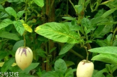 香瓜茄孕婦可以吃嗎？香瓜茄功效多