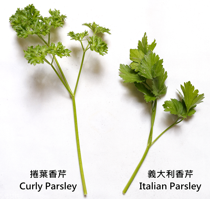 香芹怎么保存時(shí)間長(zhǎng)且新鮮