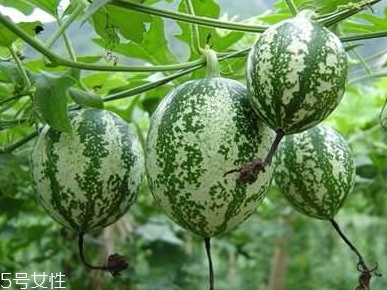 吊瓜怎么吃？吊瓜這樣做最好吃