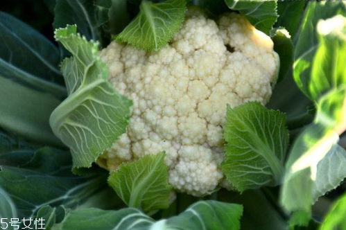 花菜怎么洗才干凈？一定要把蟲子洗掉