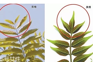 香椿和臭椿有什么區(qū)別？臭椿有毒不能吃