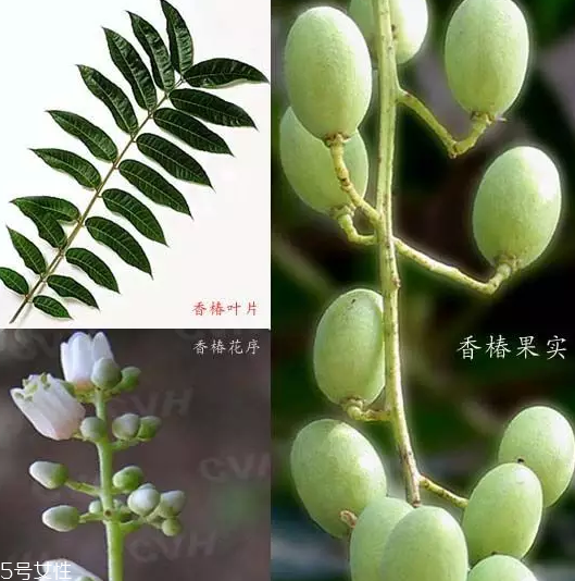 香椿和臭椿有什么區(qū)別？臭椿有毒不能吃