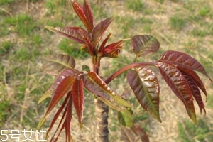 香椿和臭椿有什么區(qū)別？臭椿有毒不能吃