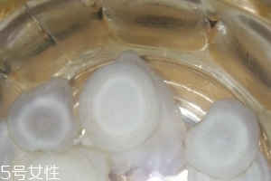 西洋參治什么病？西洋參功效強大