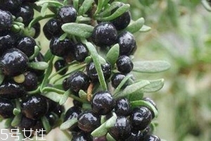 黑枸杞會過期嗎？這類都有保質期