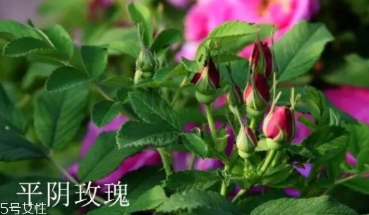 大馬士革玫瑰和平陰玫瑰哪個好？